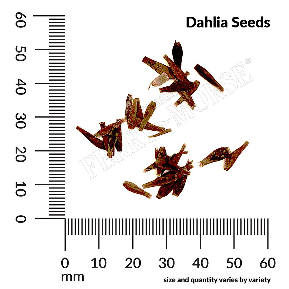 Dahlia seed spill and measurements